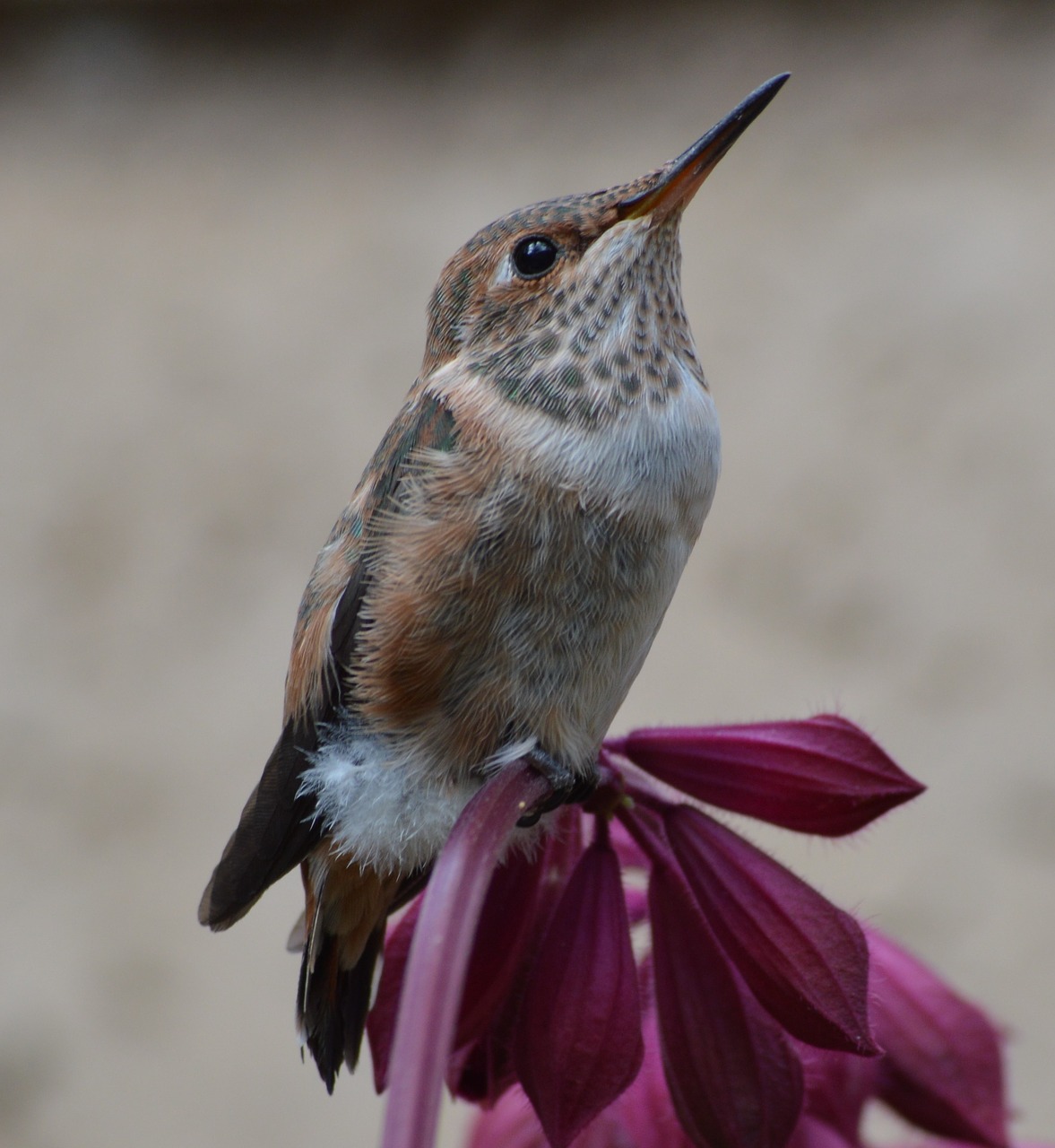 hummingbird bird flower free photo