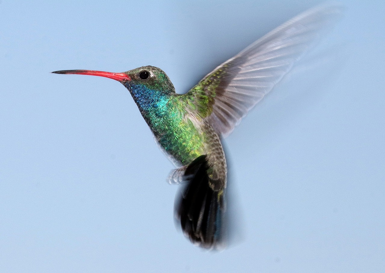 hummingbird flying portrait free photo