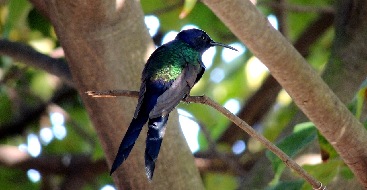 hummingbird bird paige free photo