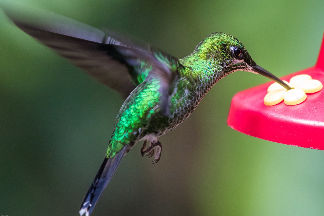 hummingbird bird wing free photo