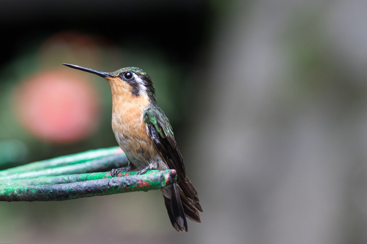 hummingbird bird bill free photo