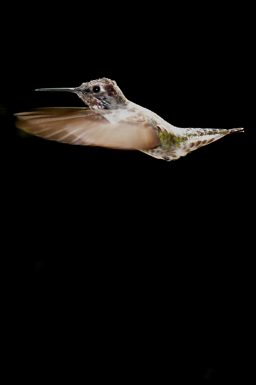 hummingbird bird flying free photo
