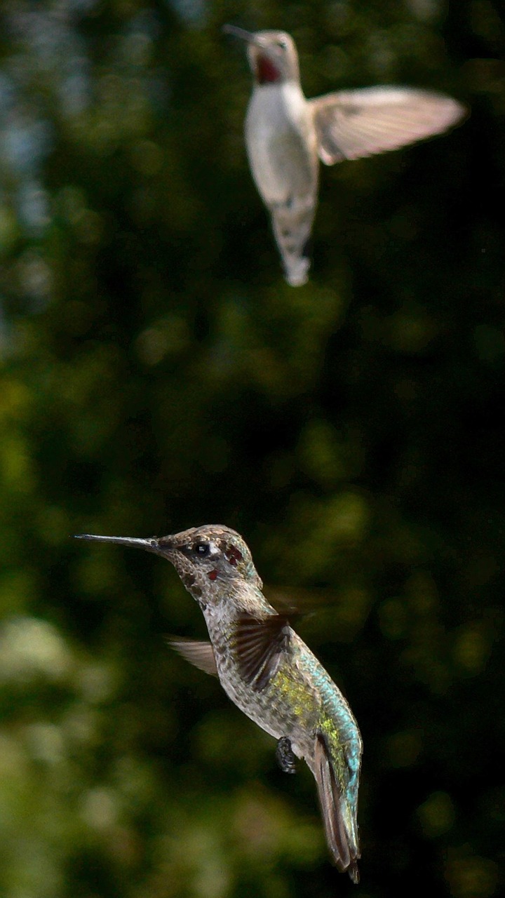 hummingbird bird flying free photo