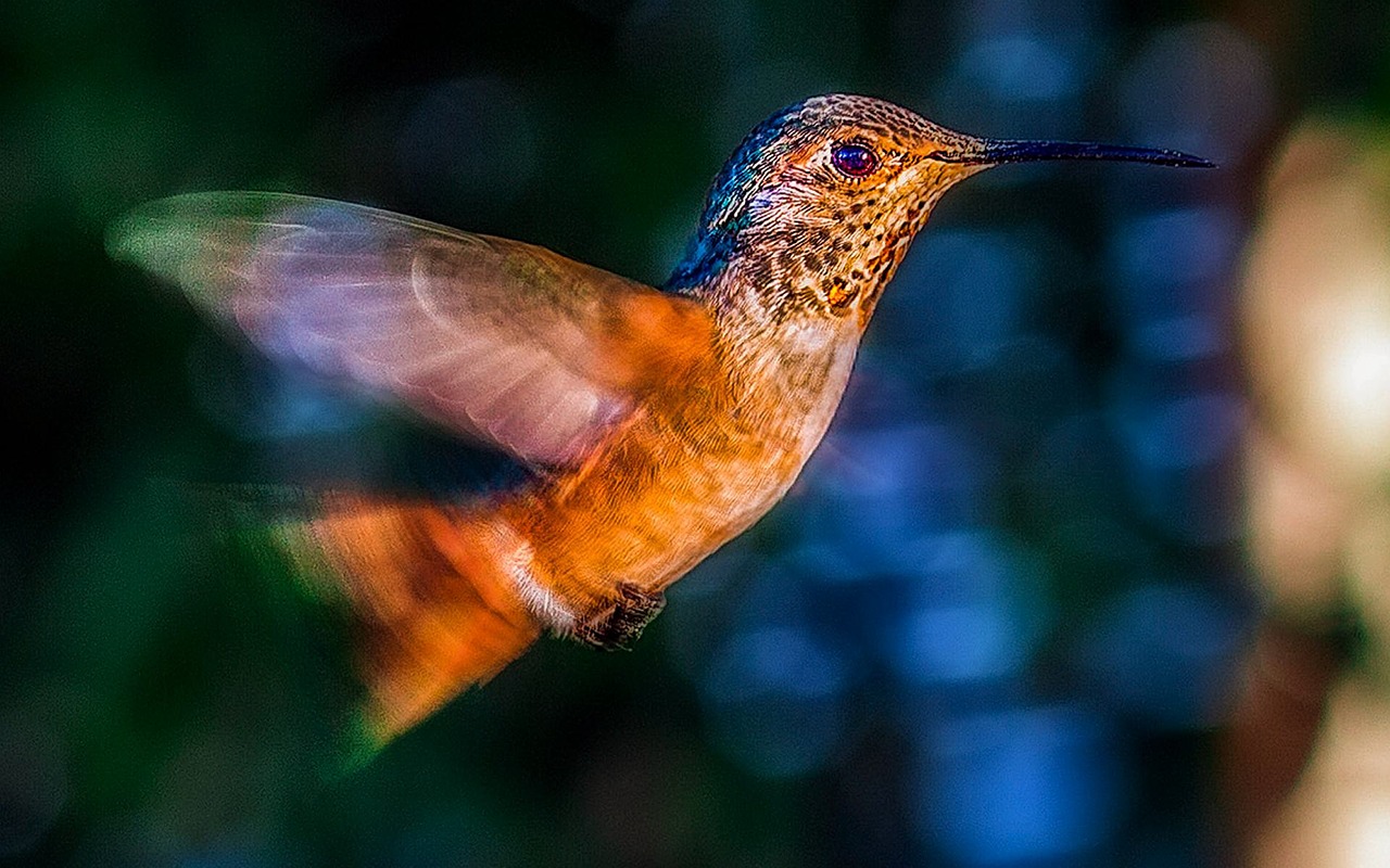 hummingbird bird flight free photo