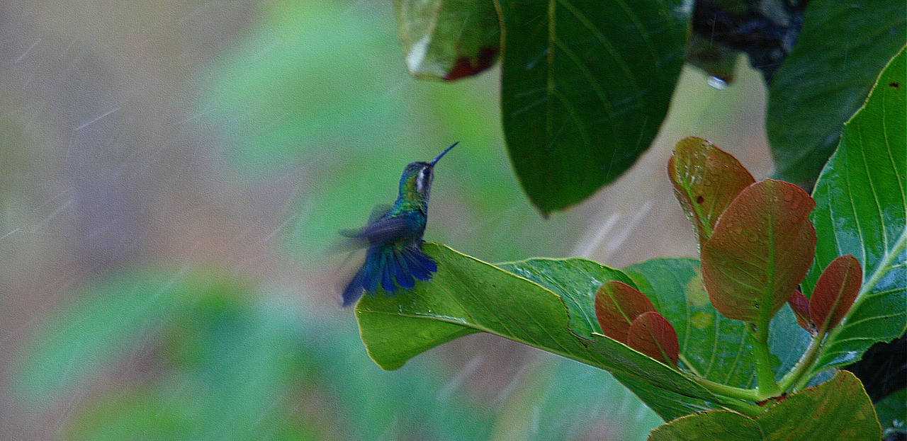 hummingbird bird free pictures free photo