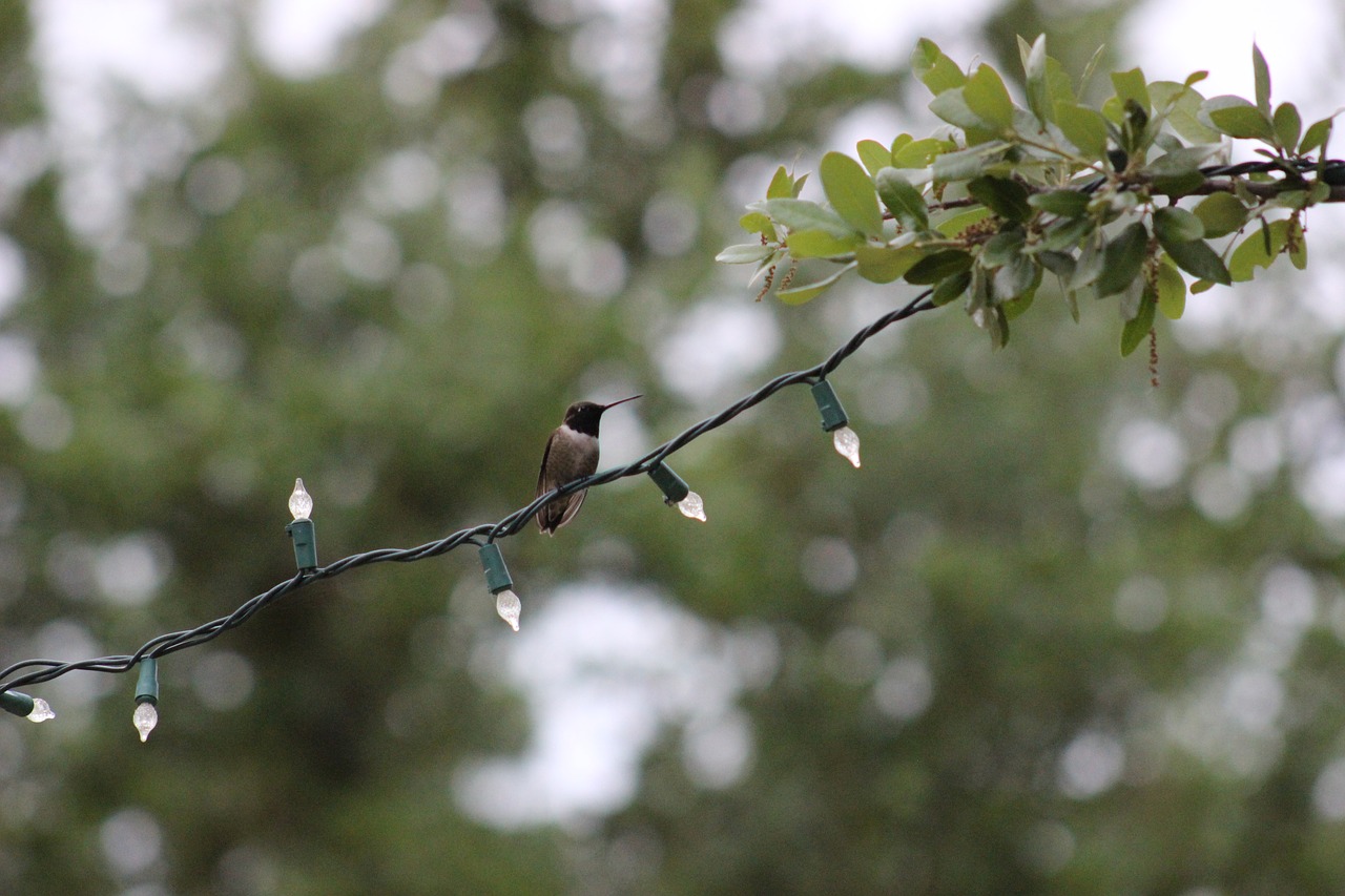 hummingbird bird wildlife free photo