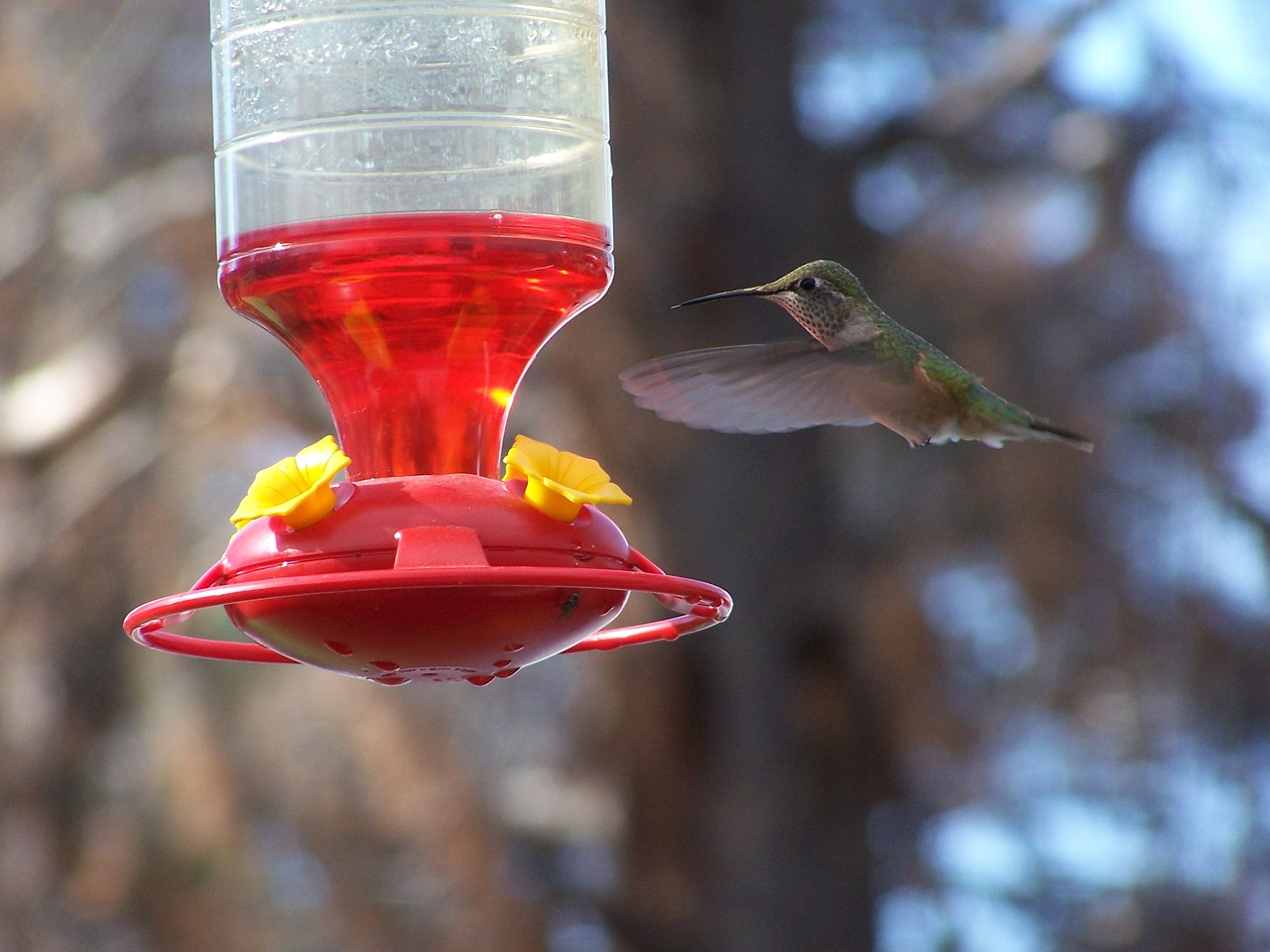 hummingbird bird wildlife free photo