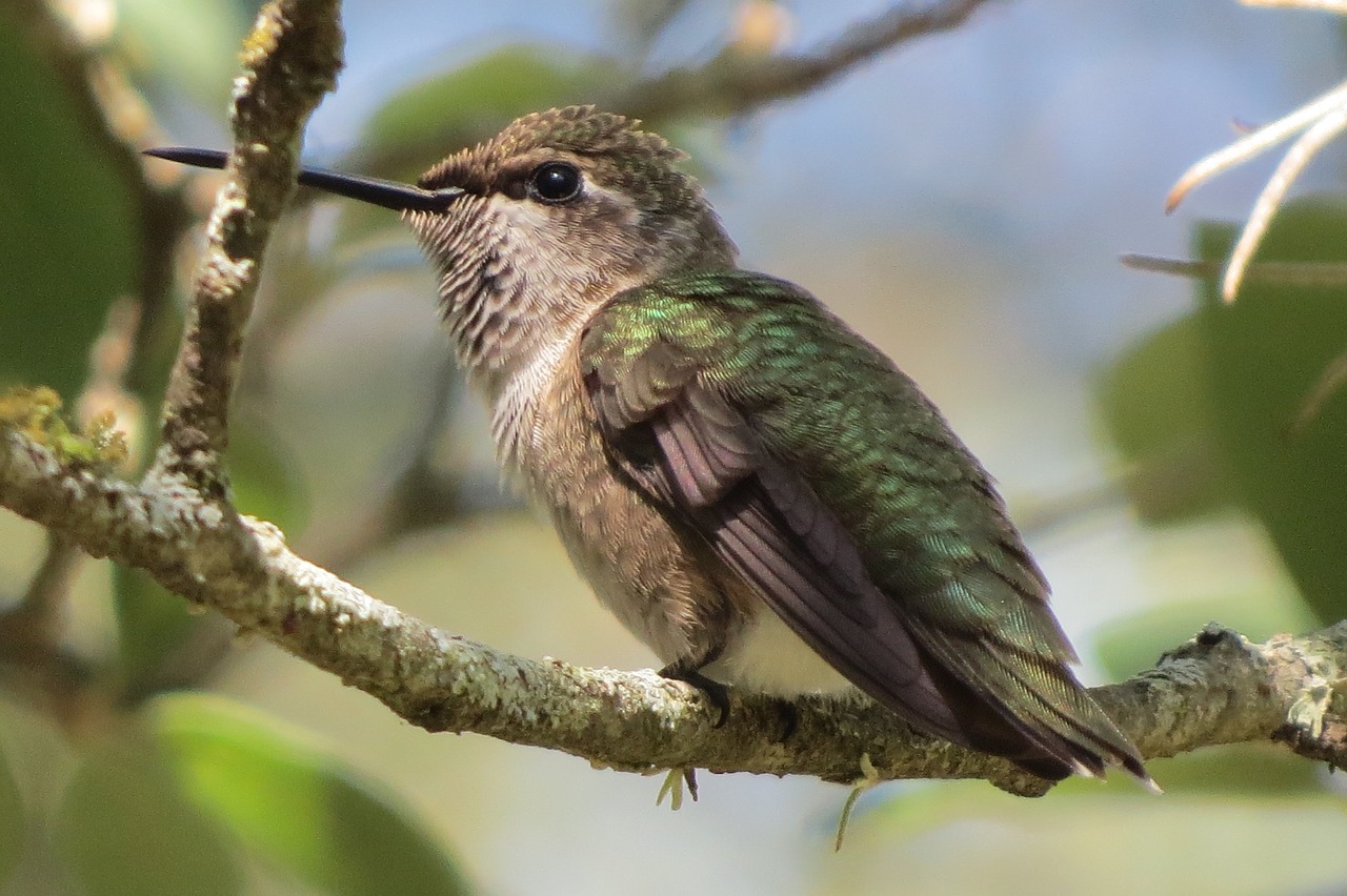 hummingbird close up green free photo