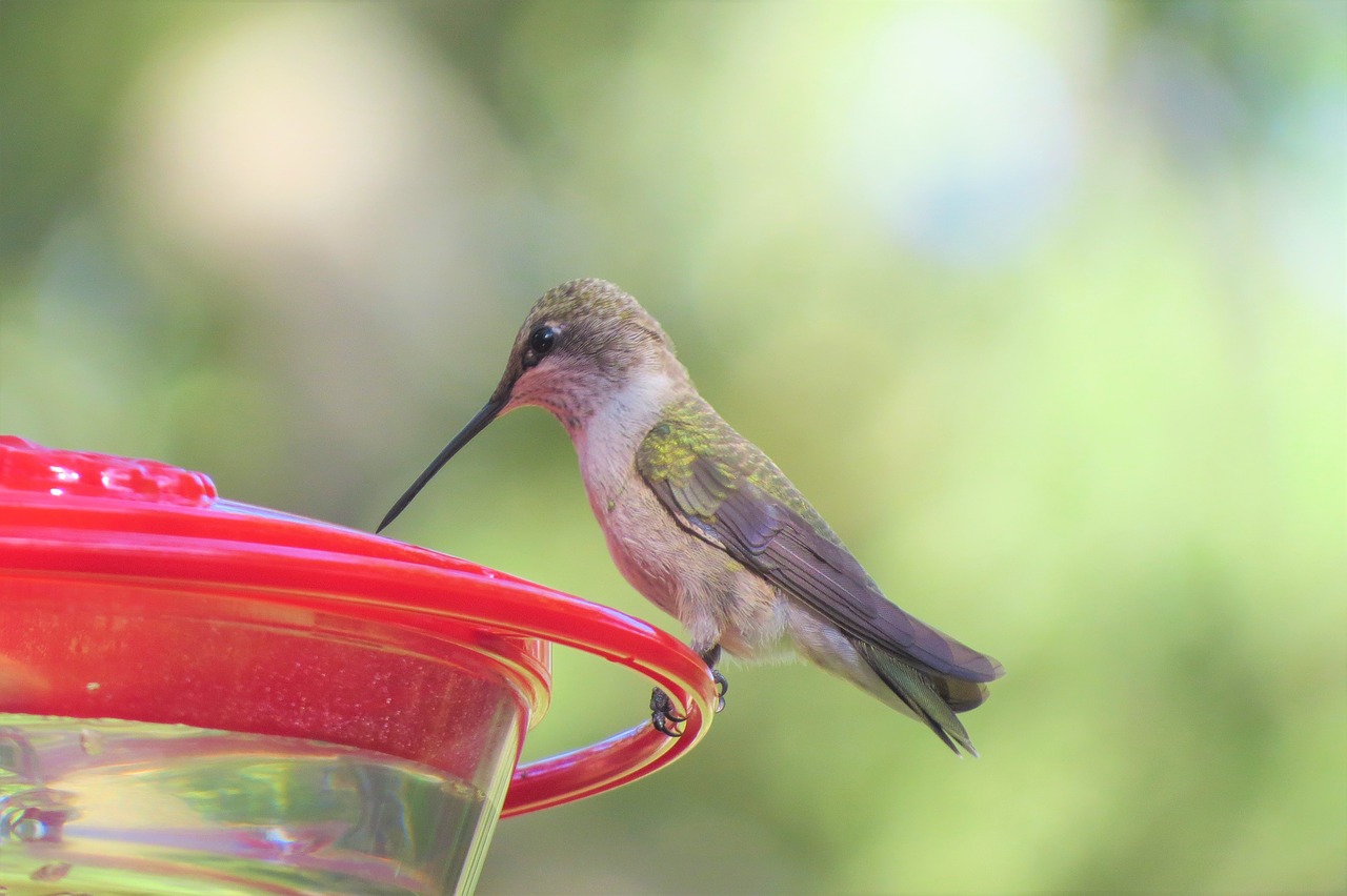 hummingbird green wildlife free photo
