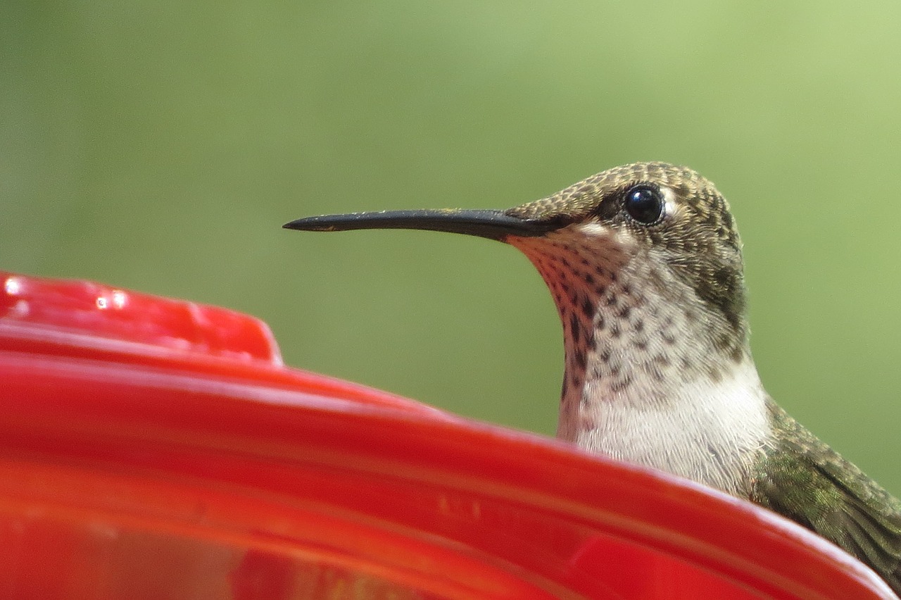 hummingbird close up wildlife free photo