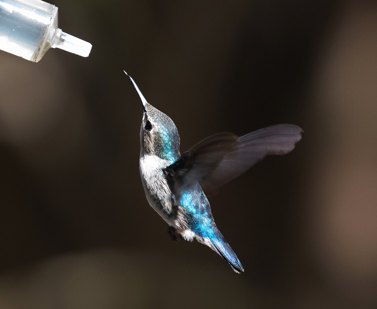hummingbird cuba blue free photo