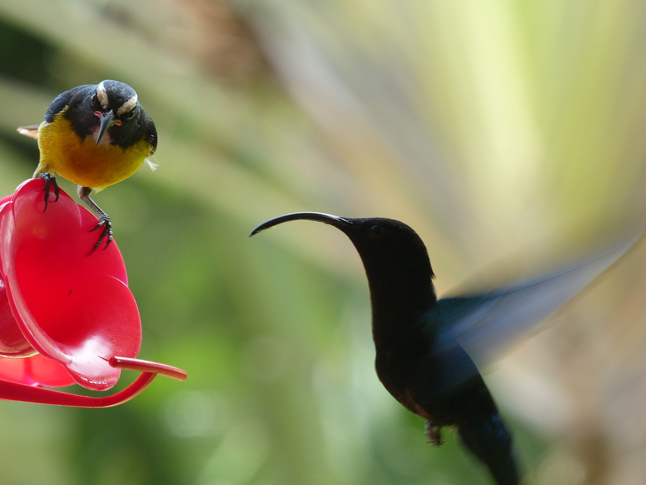 hummingbird bird bird fly free photo