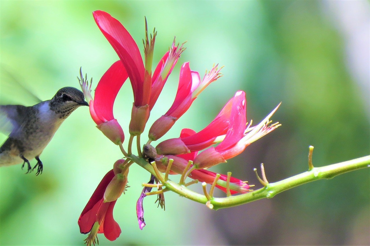 hummingbird in flight feeding free photo