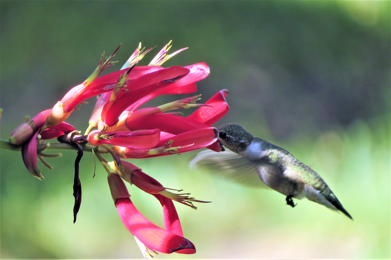 hummingbird feeding firecracker vine free photo
