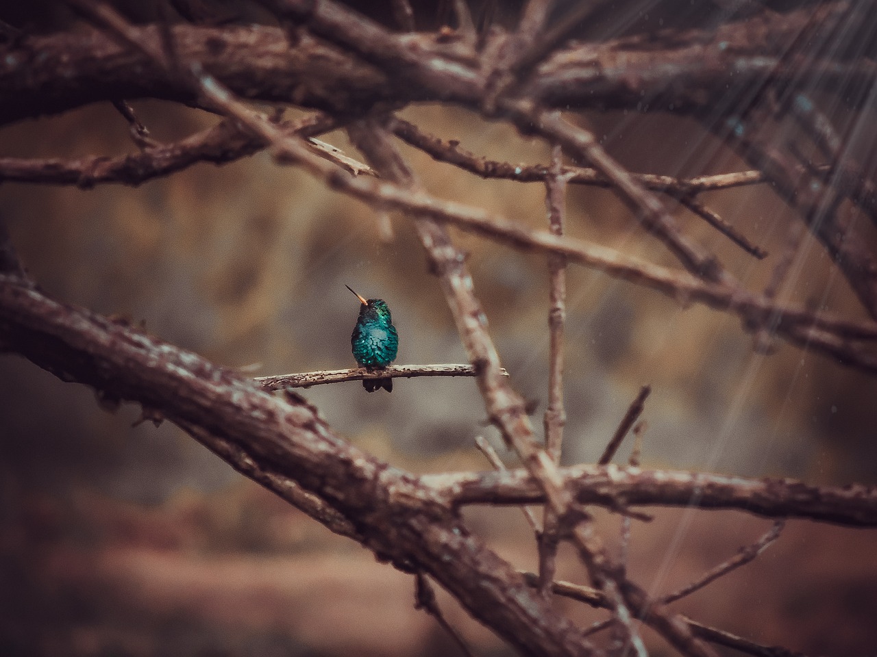 hummingbird nature birds free photo