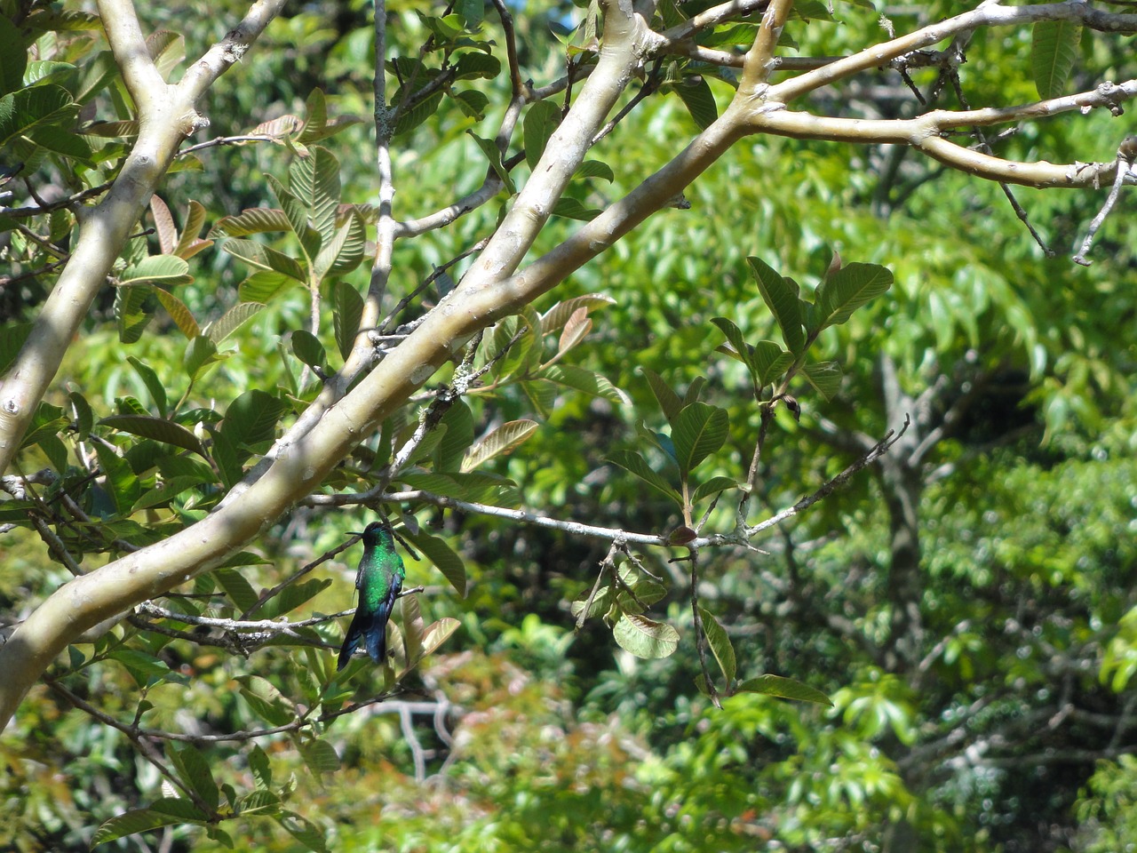 hummingbird forest wildlife free photo