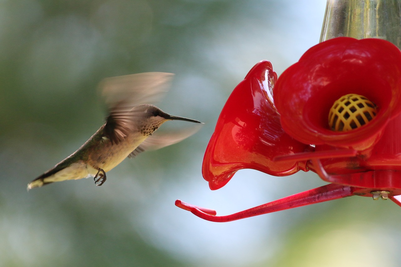 hummingbird bird feeder fly free photo