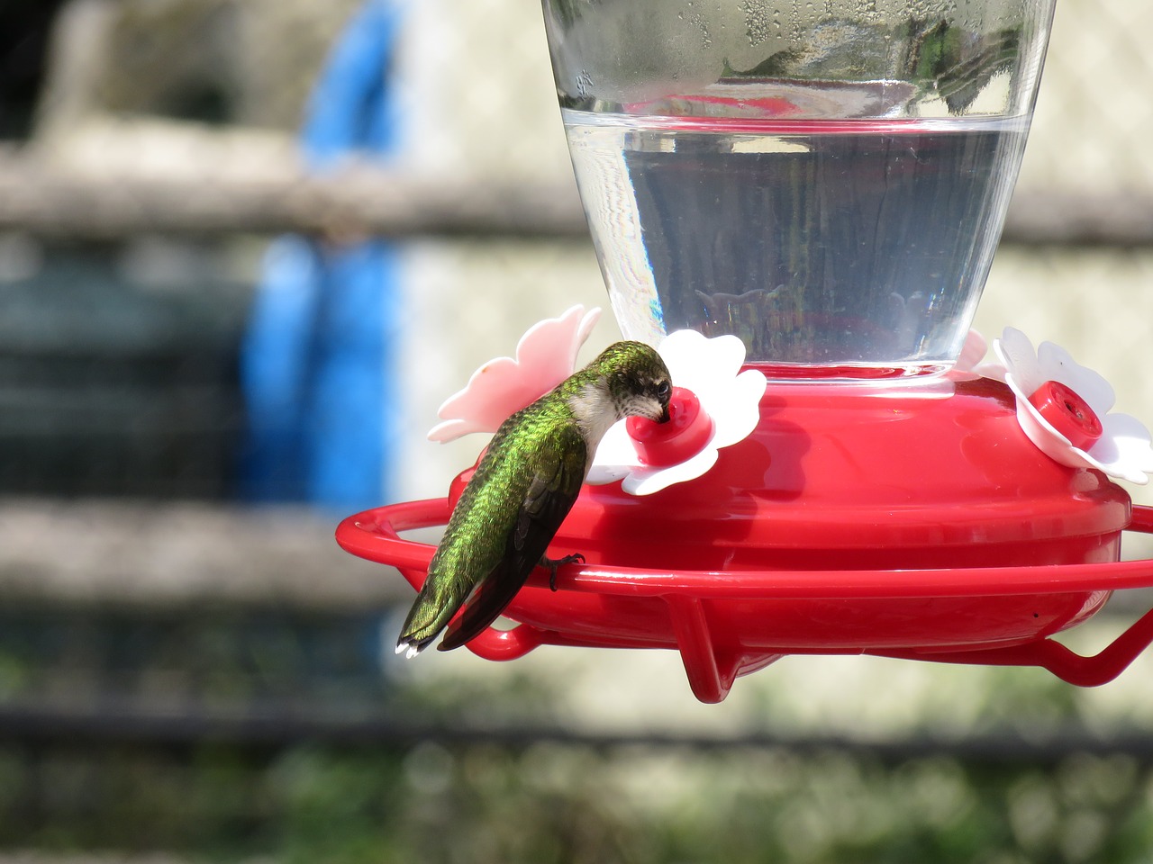 hummingbird bird feeder free photo