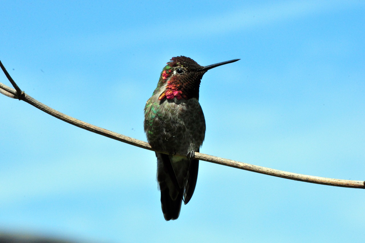hummingbird bird bl free photo