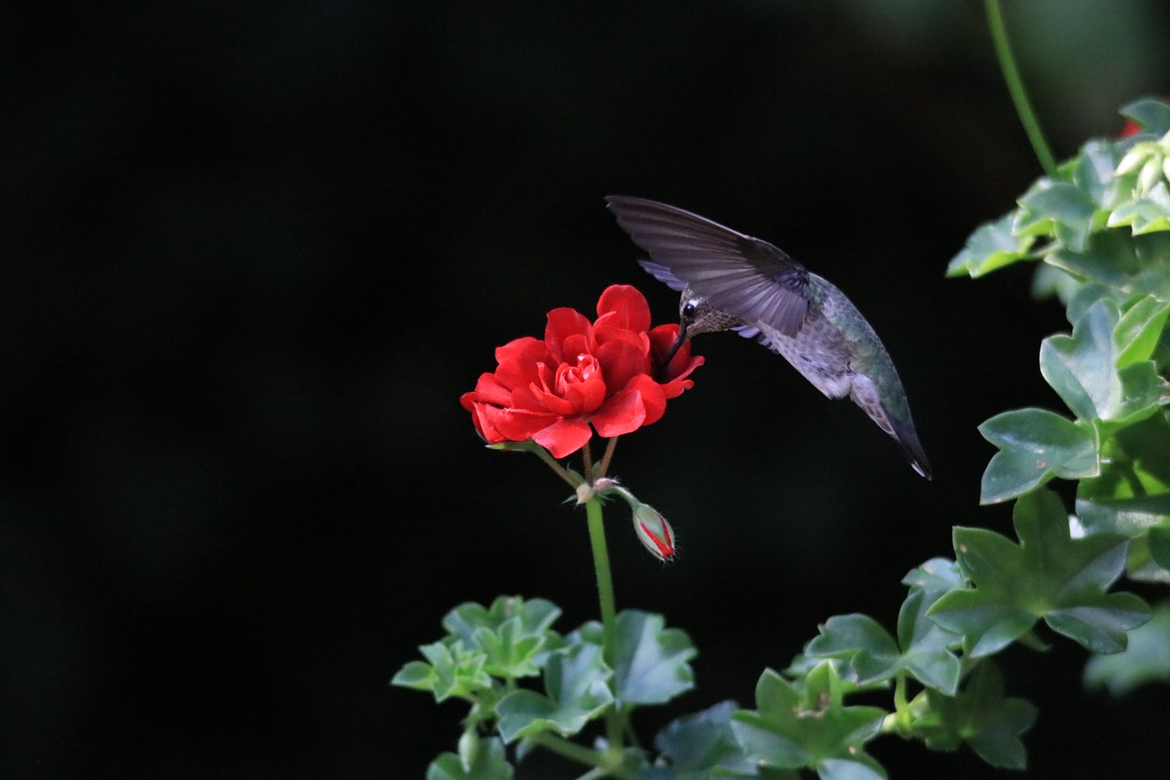 hummingbird flower bird free photo