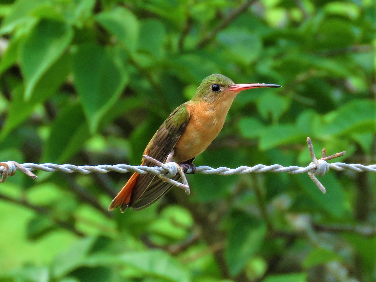 hummingbird bird perched on a wire free photo