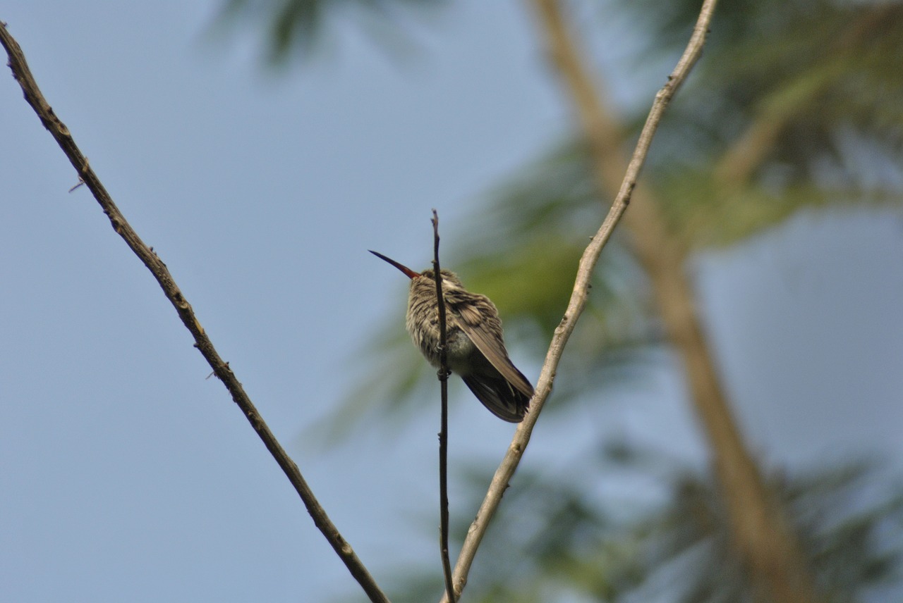 hummingbird ave little bird free photo