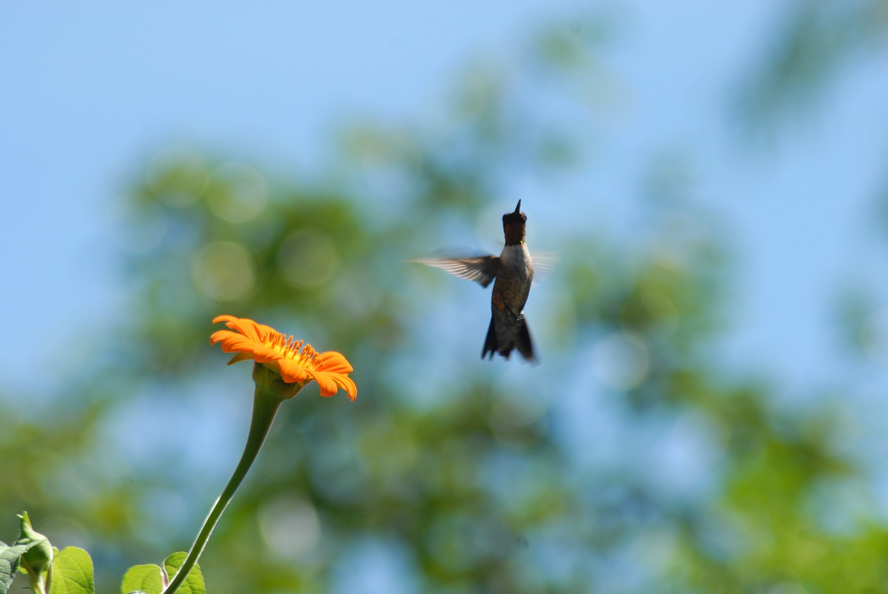 hummingbird flower alcahuale flying free photo