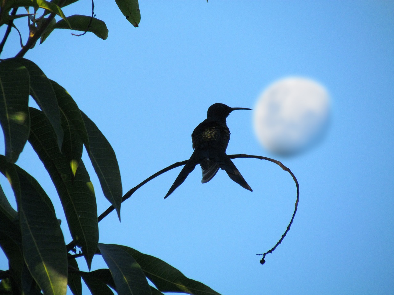 hummingbird bird moon free photo