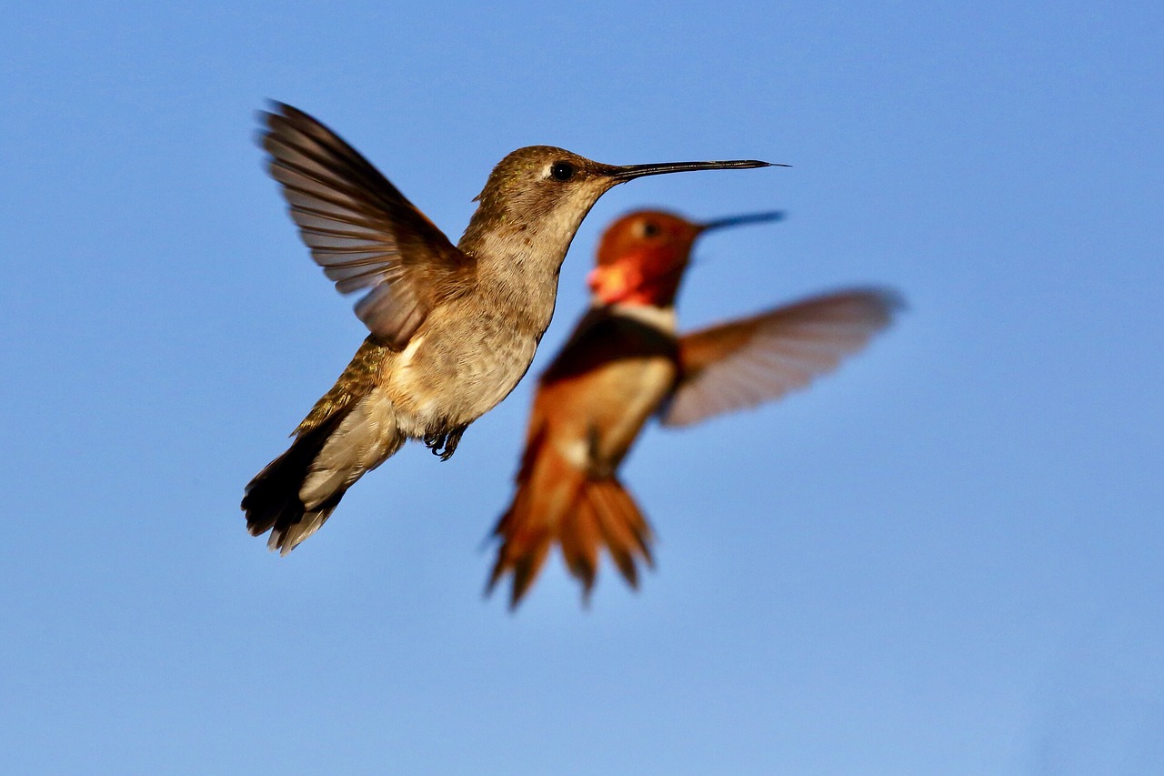 hummingbird bird wings free photo