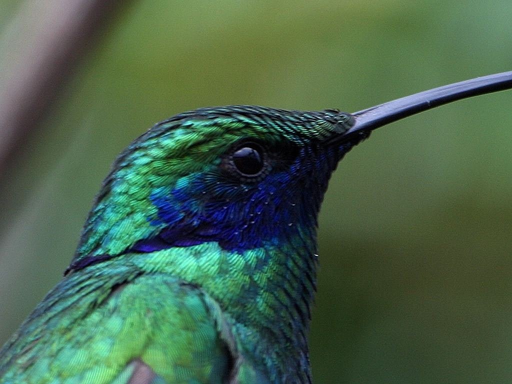 hummingbird trochilidae blue free photo