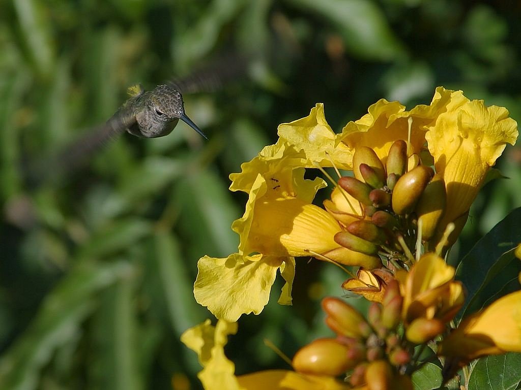 hummingbird flower nectar nectar free photo