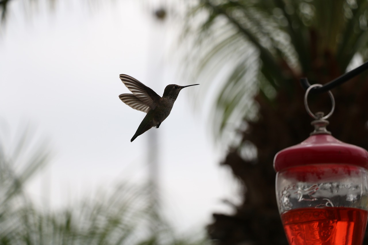 hummingbird  nectar  nature free photo