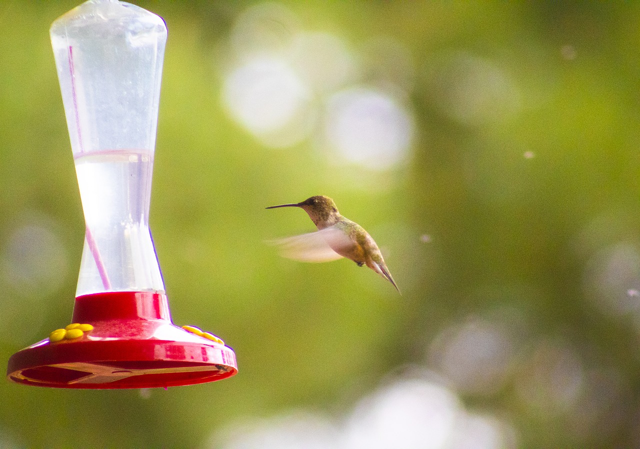 hummingbird  summer  feeder free photo