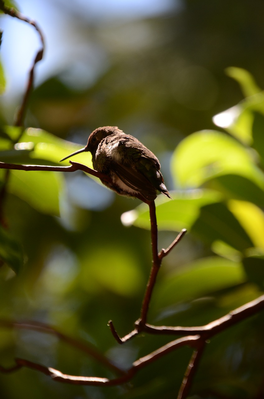 hummingbird  tree  branch free photo