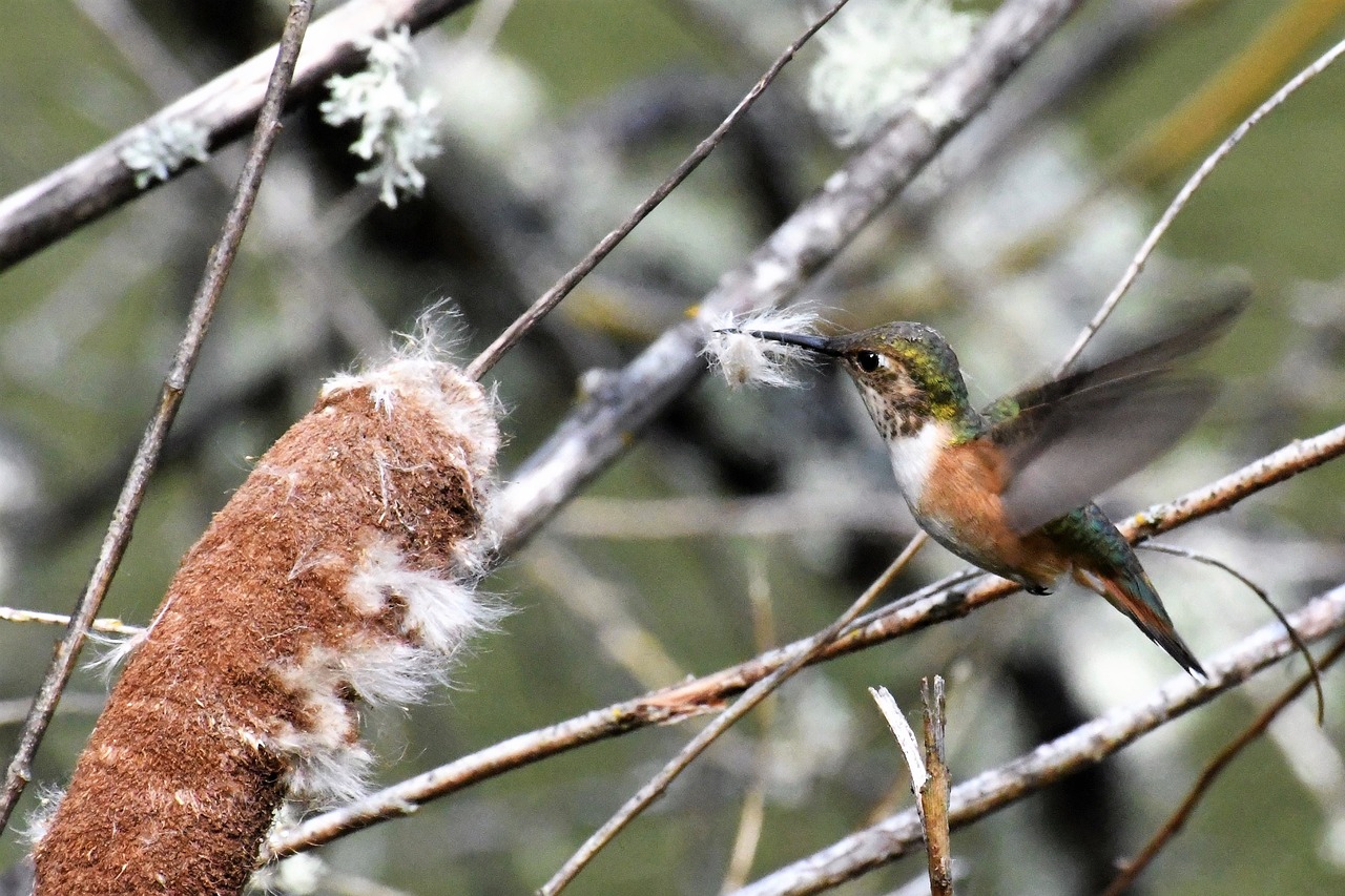 hummingbird  nesting material  collect free photo