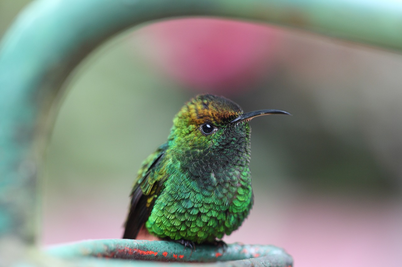 hummingbird  bird  green free photo