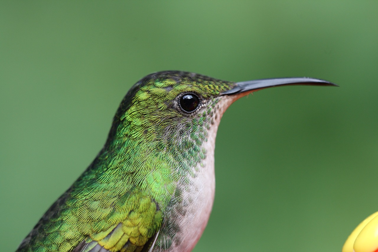 hummingbird  bird  green free photo