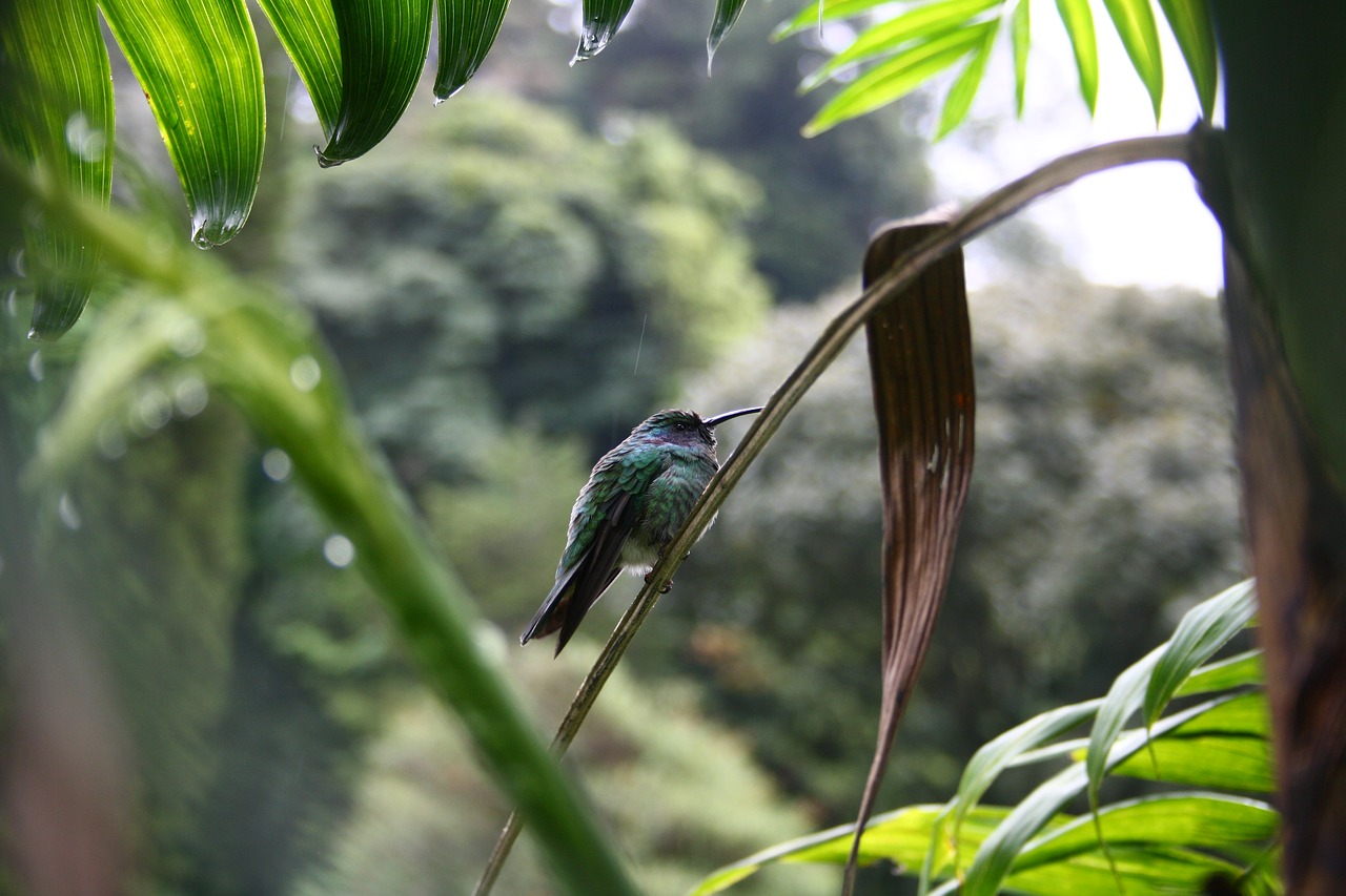 hummingbird  panama  bird free photo