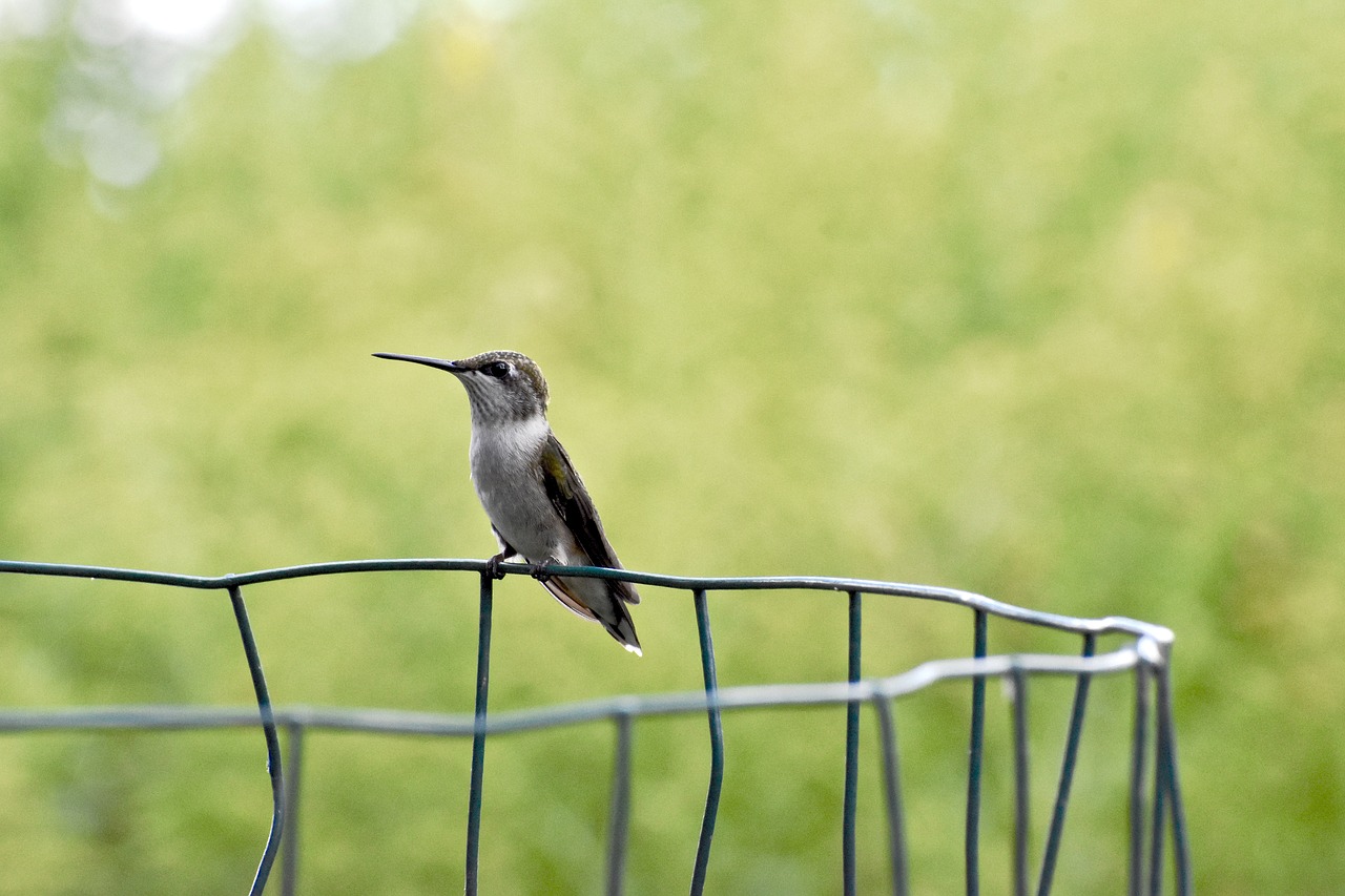 hummingbird  fence  small free photo