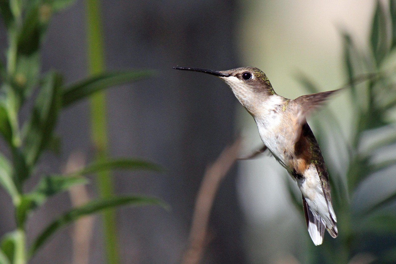 hummingbird bird flight free photo