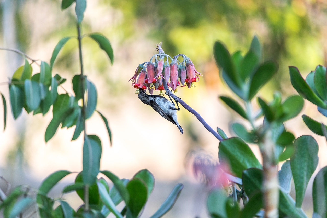 hummingbird  bird  nature free photo