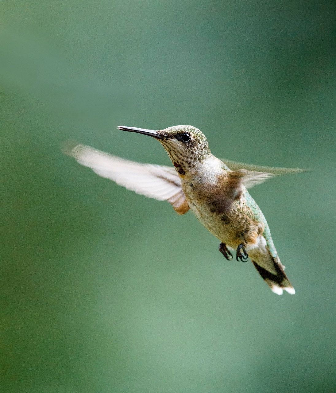 hummingbird  ruby throated  flying free photo