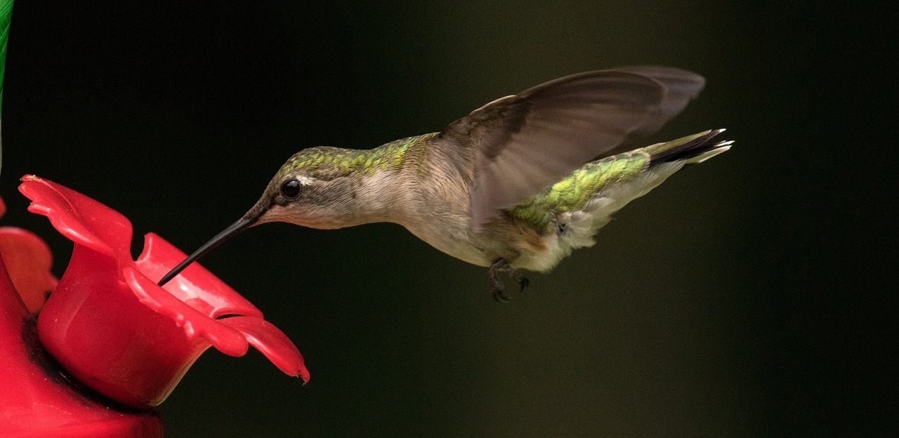 hummingbird  ruby throated  flying free photo