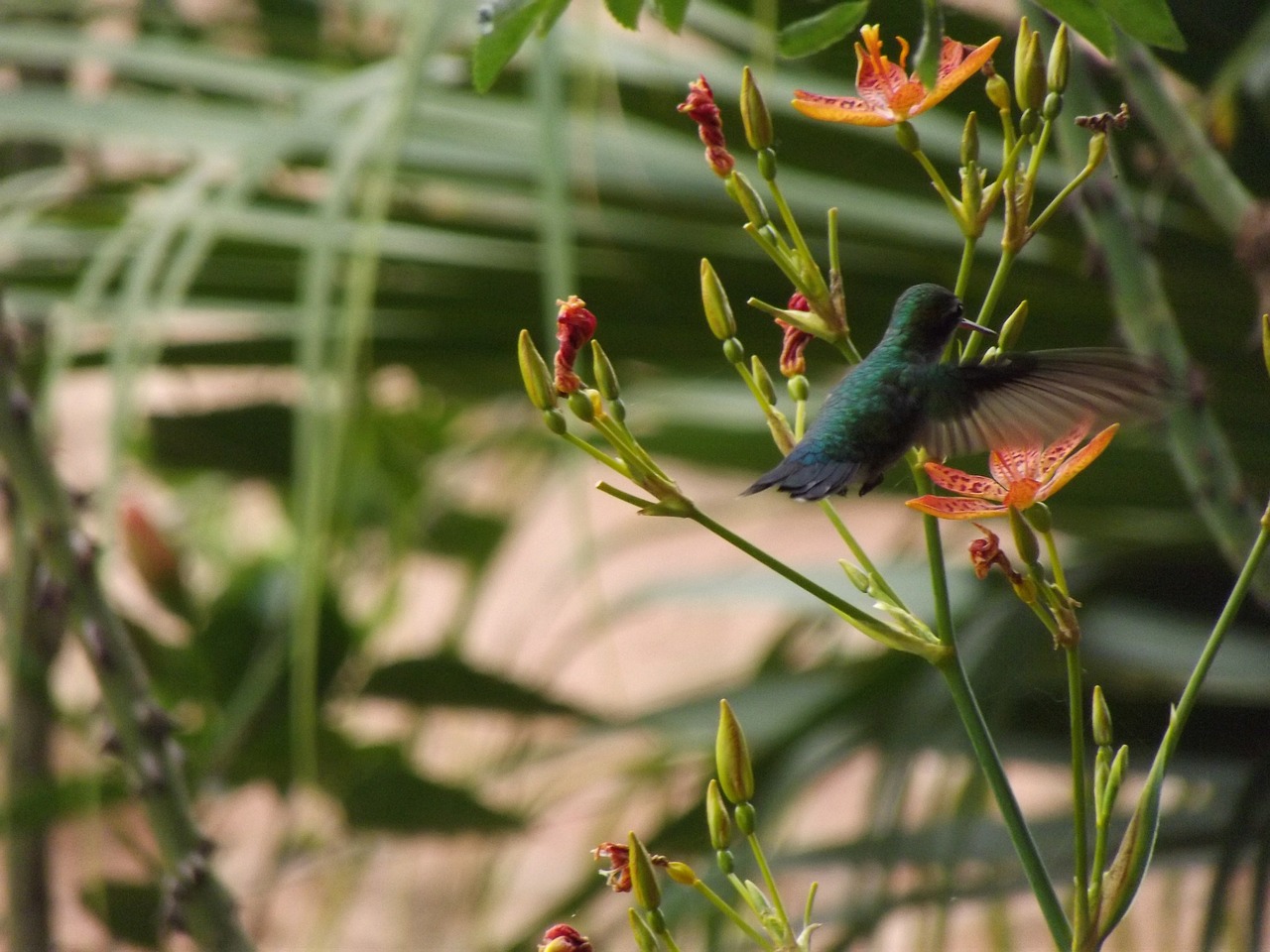 hummingbird nature bird free photo