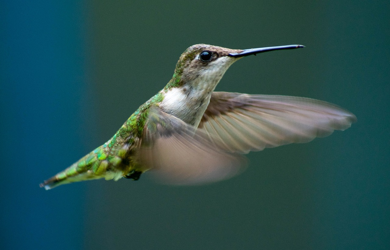 hummingbird  flying  flight free photo