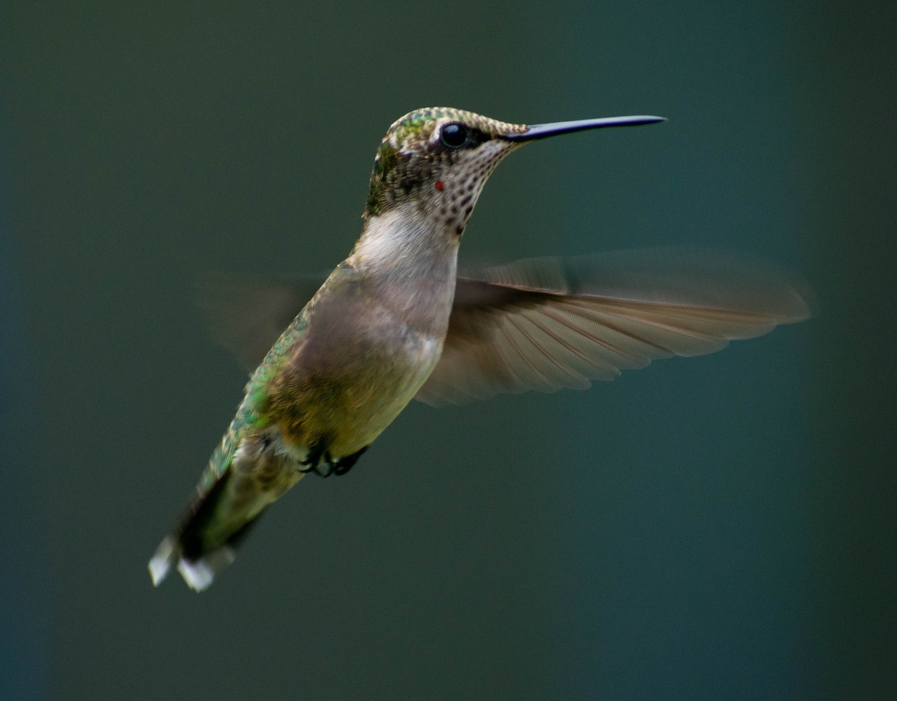 hummingbird  flying  flight free photo