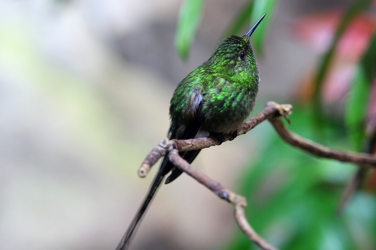 hummingbird  bird  nature free photo