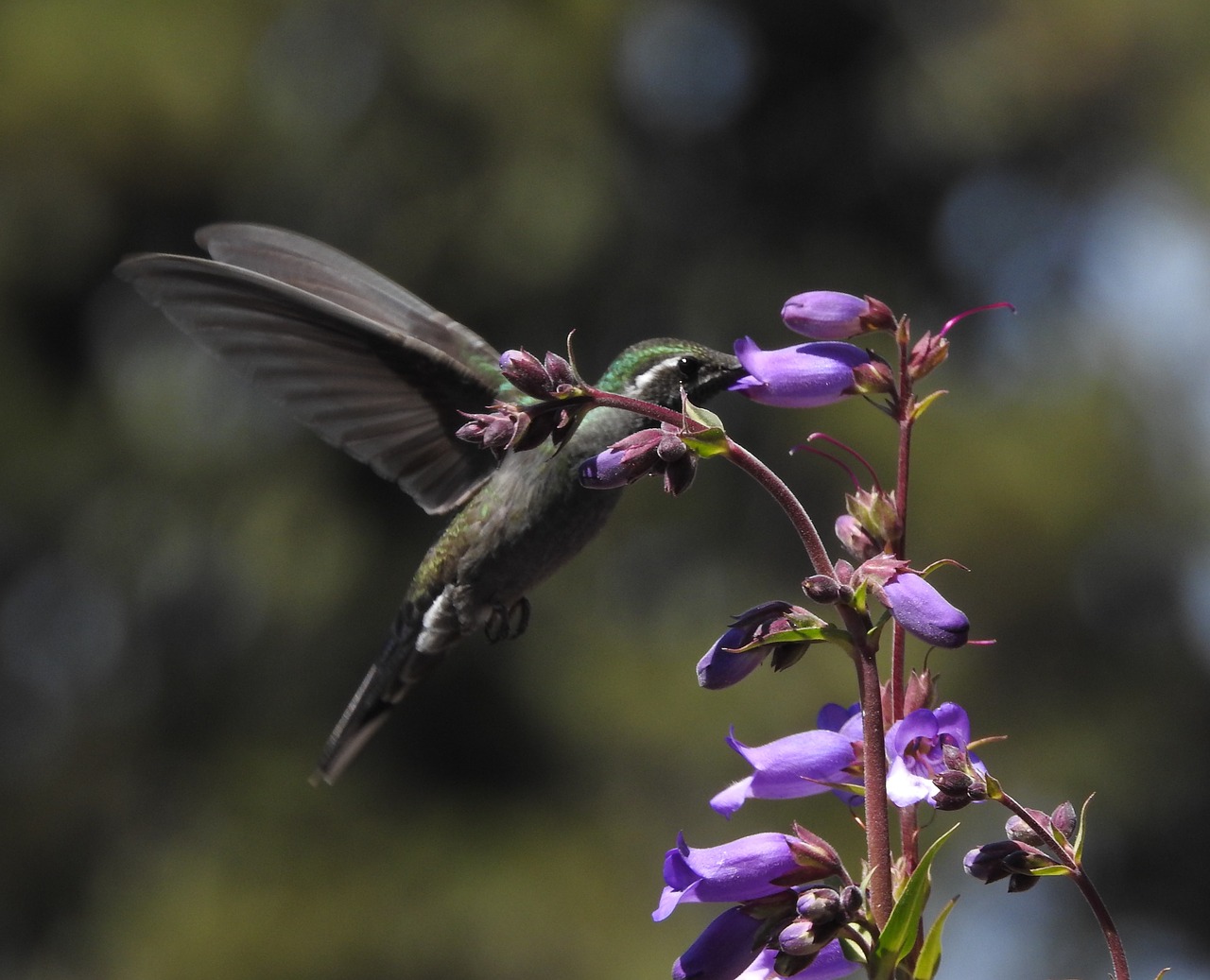 hummingbird  ave  spring free photo