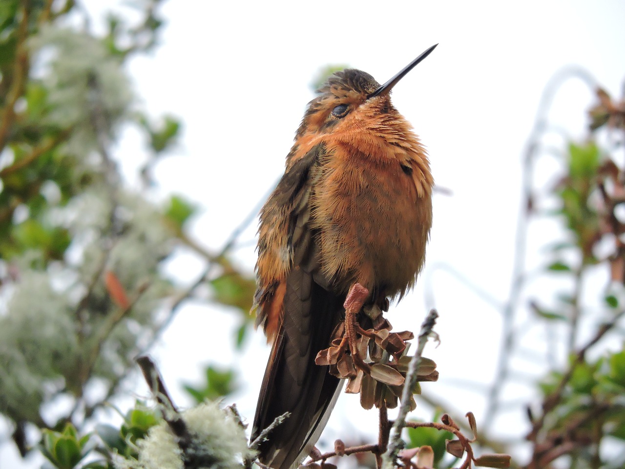 hummingbird  ave  exotica free photo