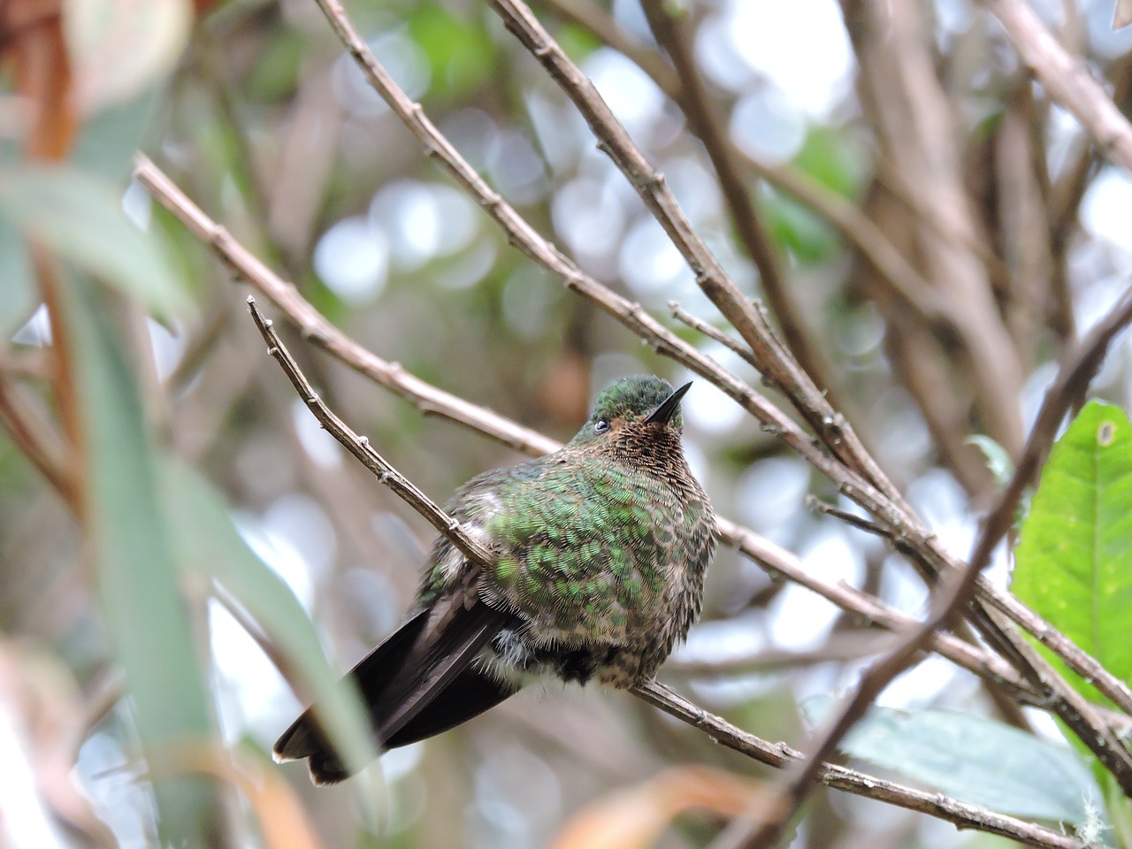 hummingbird  wings  colors free photo